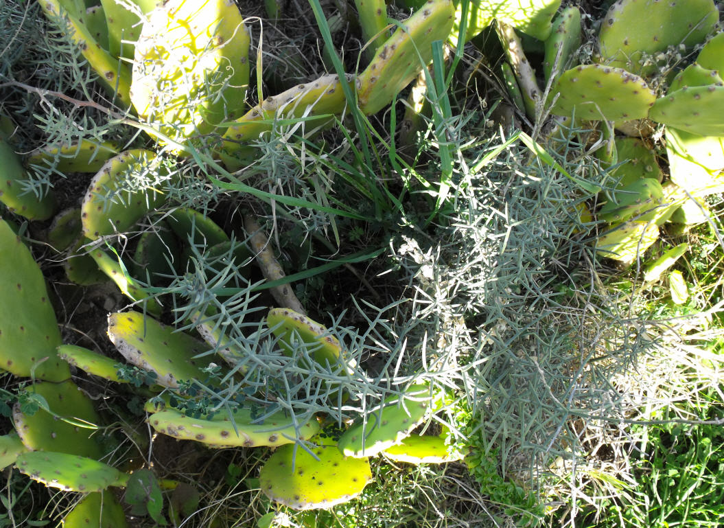 Asparagus stipularis / Asparago spinoso
